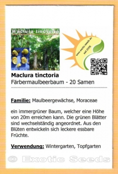 Maclura tinctoria, Färbermaulbeerbaum, Mulberry, Moral fino, 20 Samen